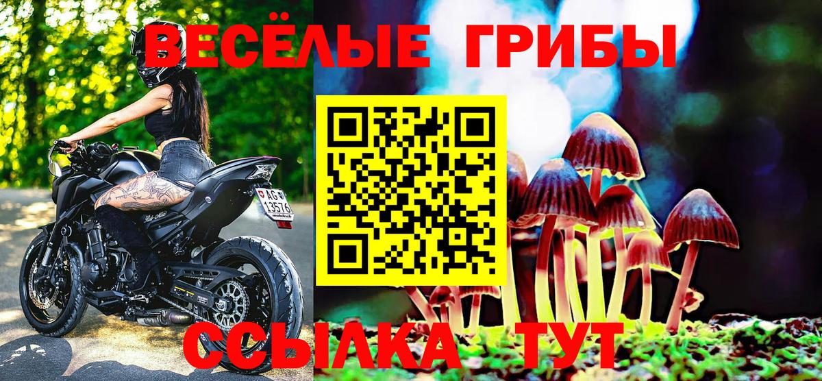 Псилоцибиновые грибы Psilocybe Ковров